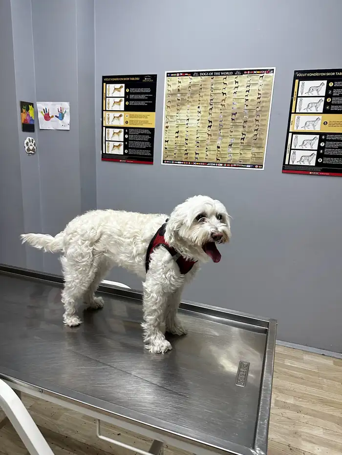 Muayene masasında beyaz kıvırcık tüylü köpek