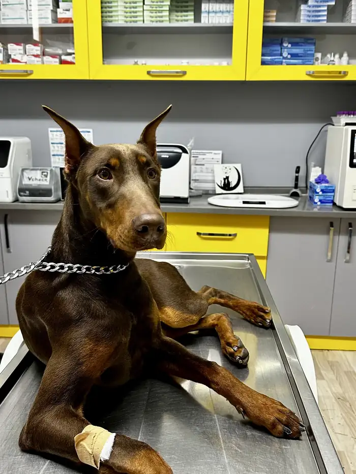 Muayene masasında dinlenen doberman