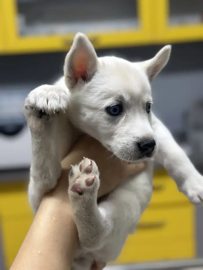 Kucakta beyaz husky yavrusu