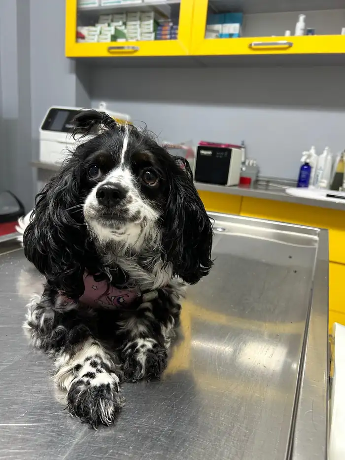 Muayene masasında siyah beyaz spaniel