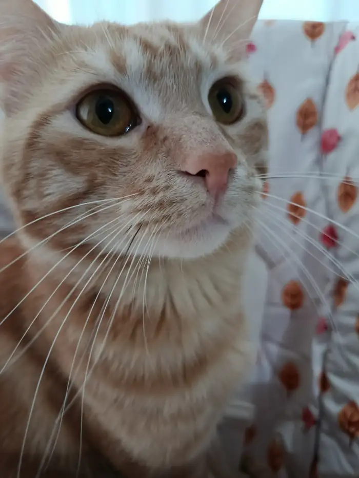 Kameraya yakından bakan sarman kedi
